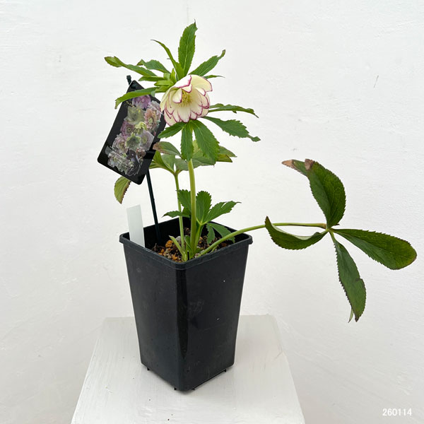 クリスマスローズ：セレクトダブル26-09／1.5Lポット【現品販売】