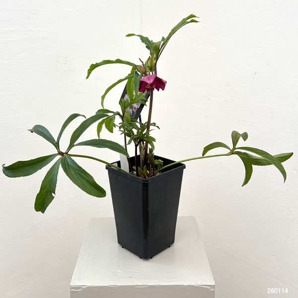 クリスマスローズ：セレクトダブル26-10／1.5Lポット【現品販売】