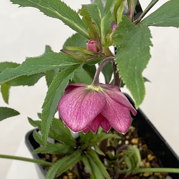 クリスマスローズ：セレクトダブル26-10／1.5Lポット（開花～咲き進み株）【現品販売】