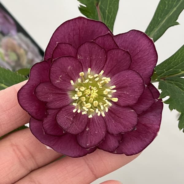 クリスマスローズ：セレクトダブル26-10／1.5Lポット（開花～咲き進み株）【現品販売】