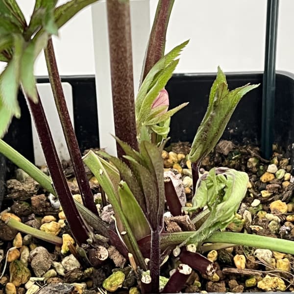 クリスマスローズ：セレクトダブル26-10／1.5Lポット（開花～咲き進み株）【現品販売】