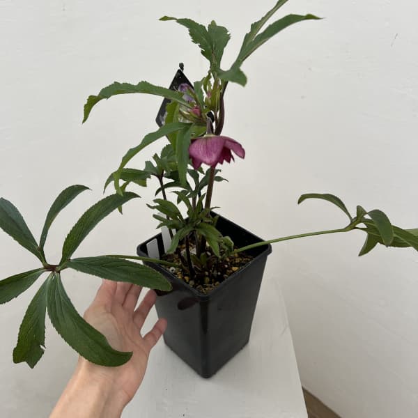 クリスマスローズ：セレクトダブル26-10／1.5Lポット（開花～咲き進み株）【現品販売】