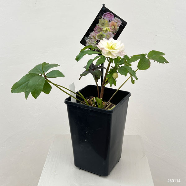 クリスマスローズ：セレクトダブル26-11／1.5Lポット【現品販売】