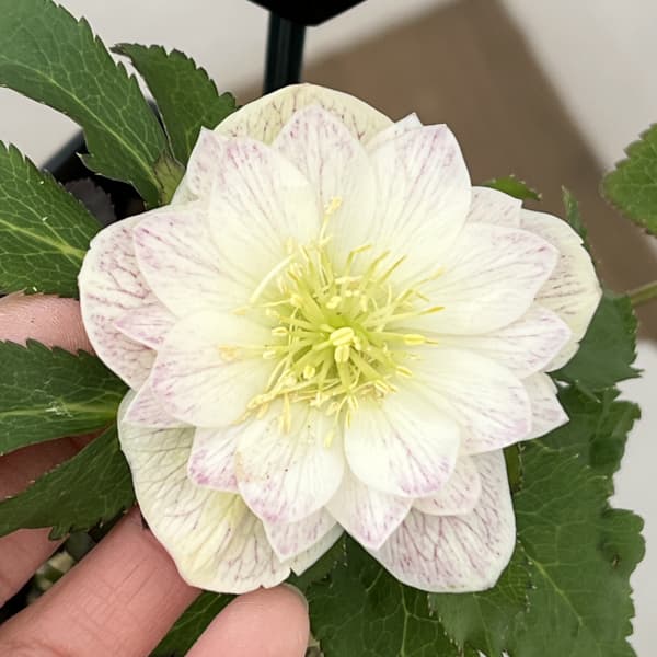 クリスマスローズ：セレクトダブル26-11／1.5Lポット【現品販売】