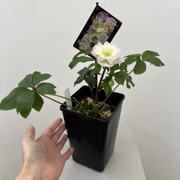 クリスマスローズ：セレクトダブル26-11／1.5Lポット【現品販売】