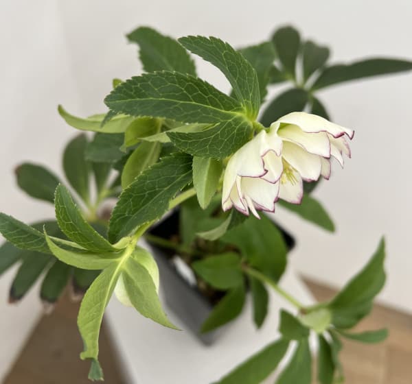 クリスマスローズ：セレクトダブル26-14／1.5Lポット（開花～咲き進み株）【現品販売】