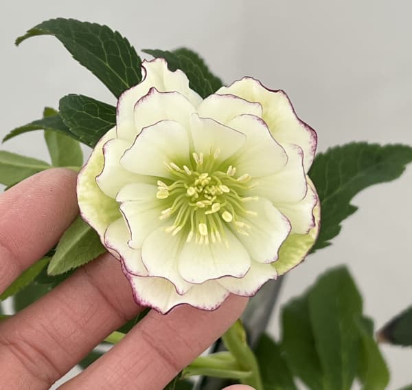 クリスマスローズ：セレクトダブル26-14／1.5Lポット（開花～咲き進み株）【現品販売】