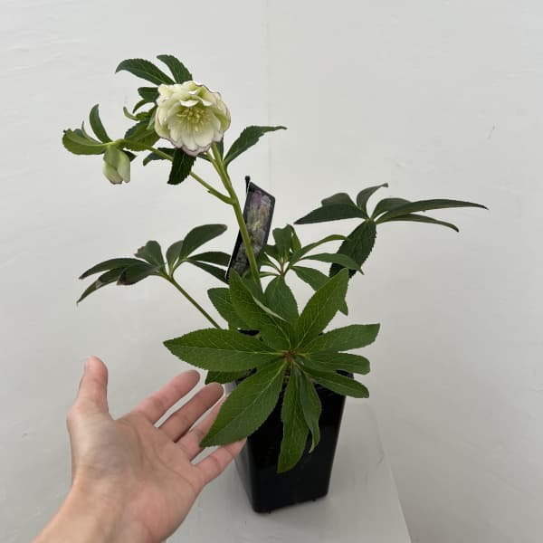 クリスマスローズ：セレクトダブル26-14／1.5Lポット（開花～咲き進み株）【現品販売】