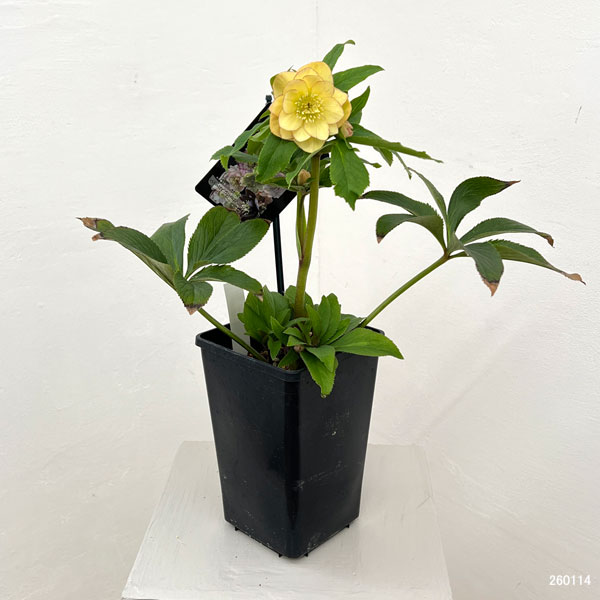 クリスマスローズ：セレクトダブル26-15／1.5Lポット【現品販売】