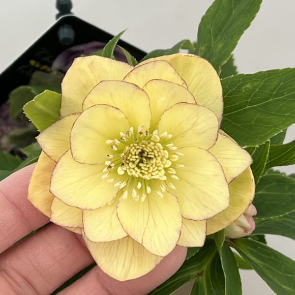 クリスマスローズ:セレクトダブル26-15/1.5Lポット(開花~咲き進み株)【現品販売】