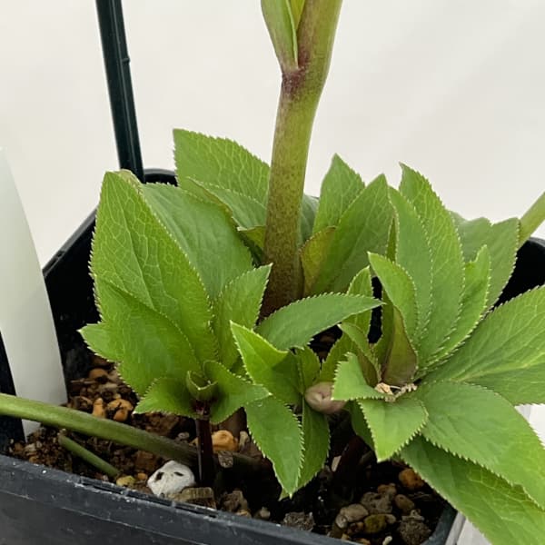 クリスマスローズ:セレクトダブル26-15/1.5Lポット(開花~咲き進み株)【現品販売】