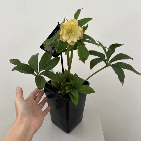 クリスマスローズ:セレクトダブル26-15/1.5Lポット(開花~咲き進み株)【現品販売】