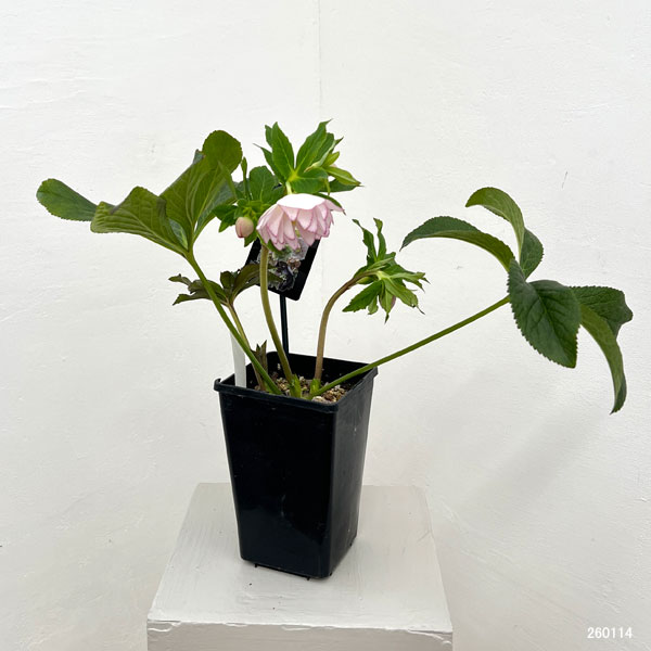 クリスマスローズ：セレクトダブル26-17／1.5Lポット【現品販売】