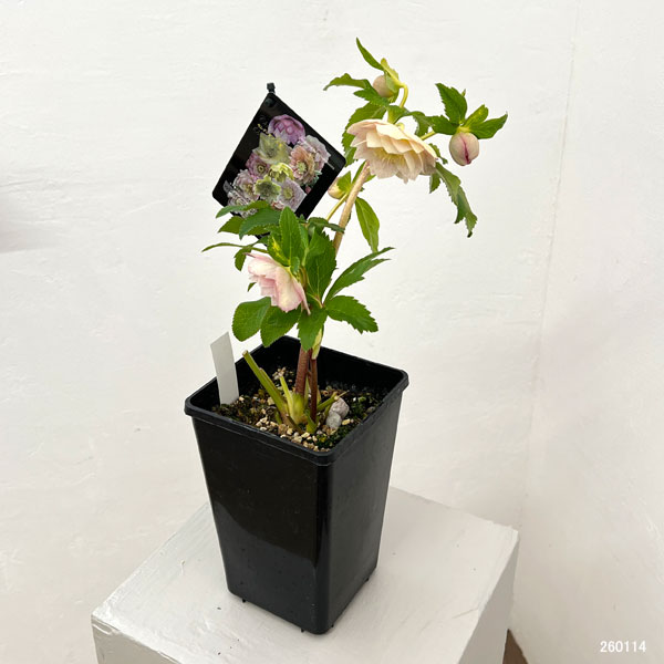 クリスマスローズ：セレクトダブル26-18／1.5Lポット【現品販売】