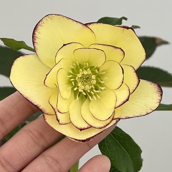 クリスマスローズ：セレクトダブル26-20／1.5Lポット（開花～咲き進み株）【現品販売】