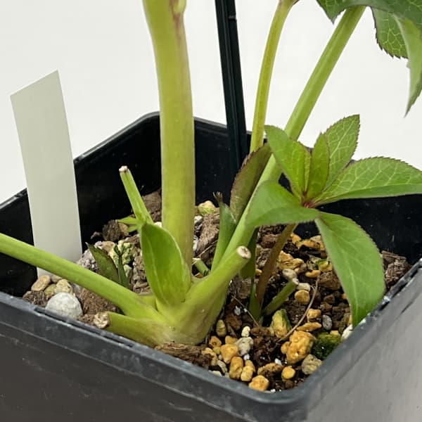 クリスマスローズ：セレクトダブル26-20／1.5Lポット（開花～咲き進み株）【現品販売】