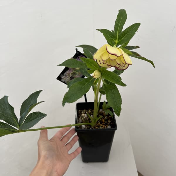 クリスマスローズ：セレクトダブル26-20／1.5Lポット（開花～咲き進み株）【現品販売】