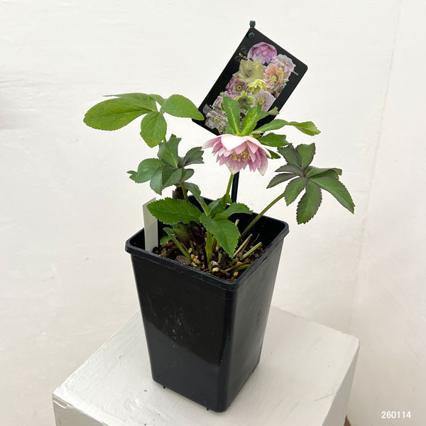 クリスマスローズ：セレクトダブル26-21／1.5Lポット【現品販売】