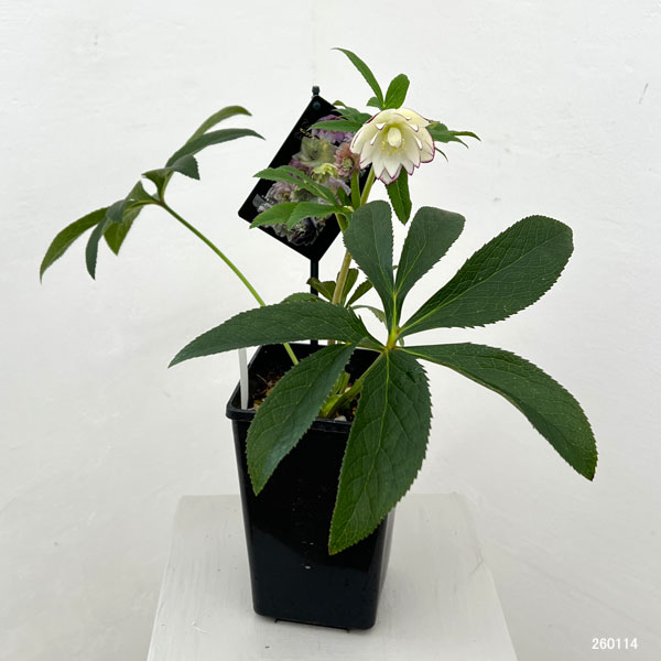 クリスマスローズ：セレクトダブル26-22／1.5Lポット【現品販売】