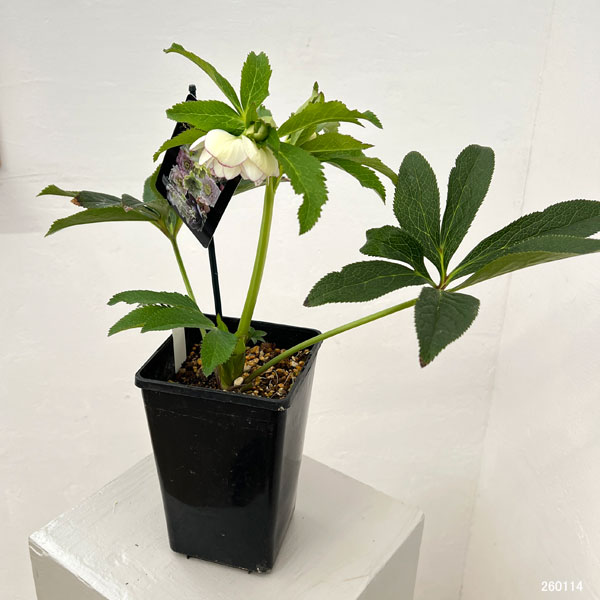 クリスマスローズ：セレクトダブル26-24／1.5Lポット【現品販売】