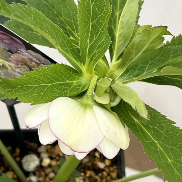 クリスマスローズ：セレクトダブル26-24／1.5Lポット（開花～咲き進み株）【現品販売】