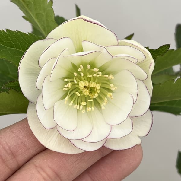 クリスマスローズ：セレクトダブル26-24／1.5Lポット（開花～咲き進み株）【現品販売】