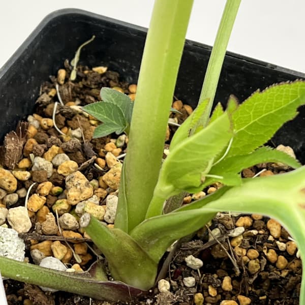 クリスマスローズ：セレクトダブル26-24／1.5Lポット（開花～咲き進み株）【現品販売】