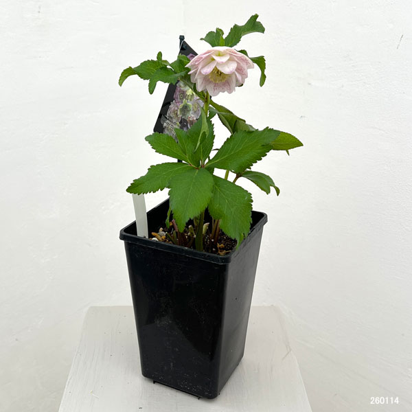 クリスマスローズ：セレクトダブル26-26／1.5Lポット【現品販売】