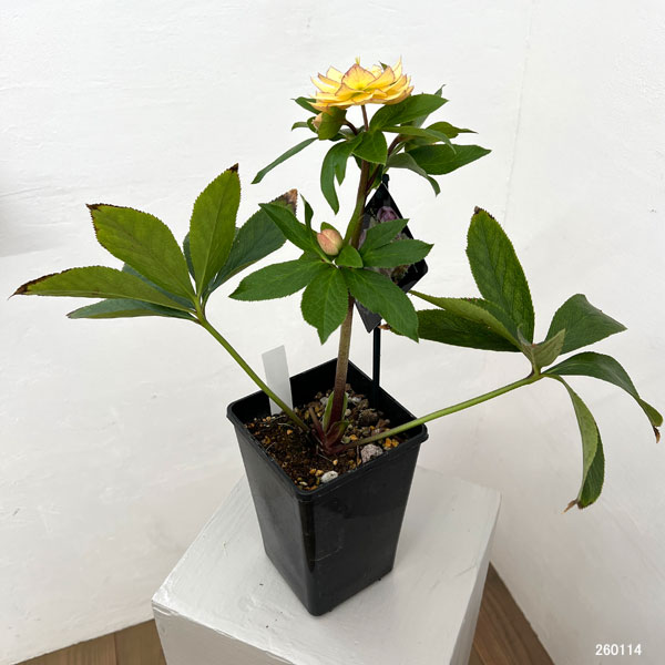 クリスマスローズ：セレクトダブル26-27／1.5Lポット【現品販売】