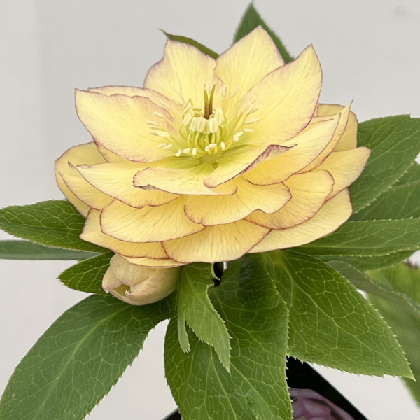 クリスマスローズ：セレクトダブル26-27／1.5Lポット【現品販売】