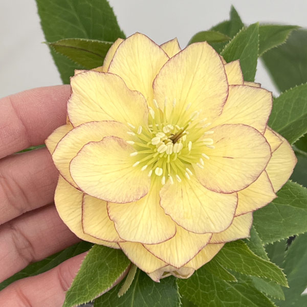 クリスマスローズ：セレクトダブル26-27／1.5Lポット【現品販売】