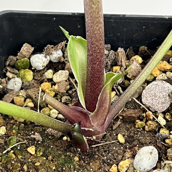 クリスマスローズ：セレクトダブル26-27／1.5Lポット【現品販売】