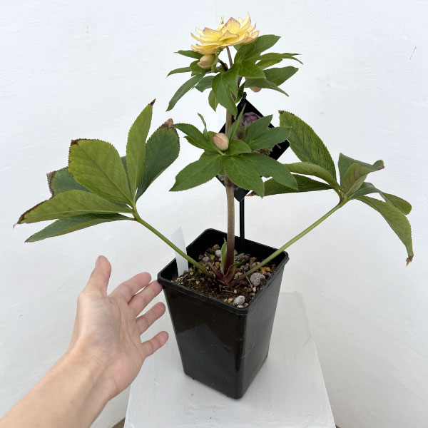 クリスマスローズ：セレクトダブル26-27／1.5Lポット【現品販売】