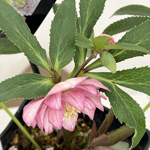 クリスマスローズ：セレクトダブル26-28／1.5Lポット（開花～咲き進み株）【現品販売】