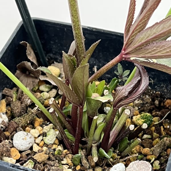 クリスマスローズ：セレクトダブル26-28／1.5Lポット（開花～咲き進み株）【現品販売】