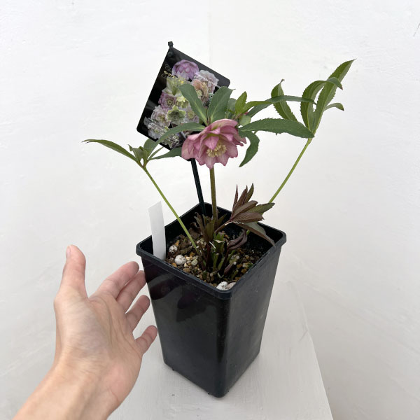 クリスマスローズ：セレクトダブル26-28／1.5Lポット（開花～咲き進み株）【現品販売】