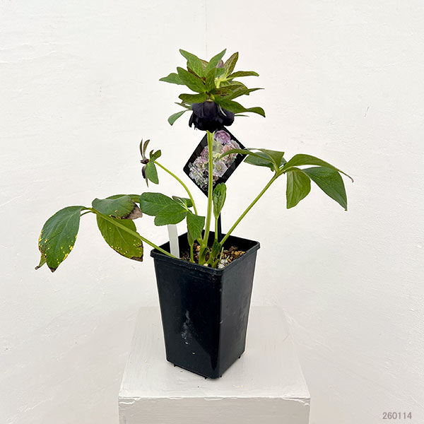 クリスマスローズ：セレクトダブル26-30／1.5Lポット【現品販売】