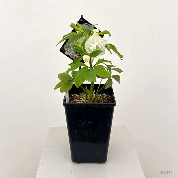 クリスマスローズ：セレクトダブル26-31レフレール系／1.5Lポット【現品販売】