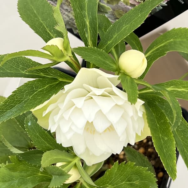 園芸ネット本店｜クリスマスローズ：セレクトダブル26-31レフレール系