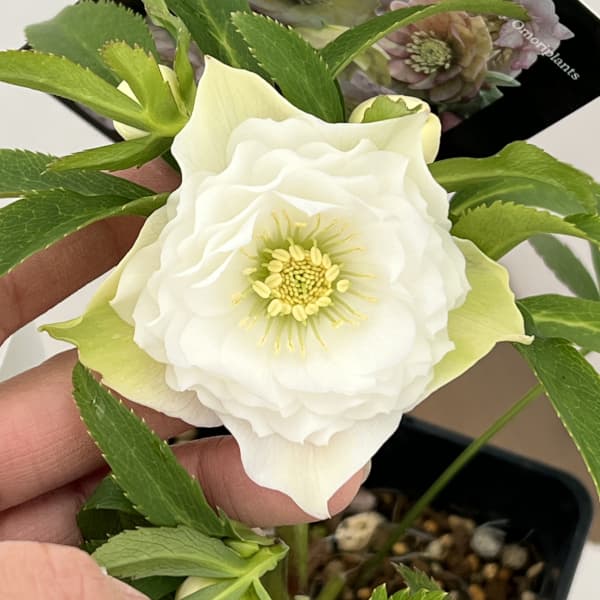 園芸ネット本店｜クリスマスローズ：セレクトダブル26-31レフレール系