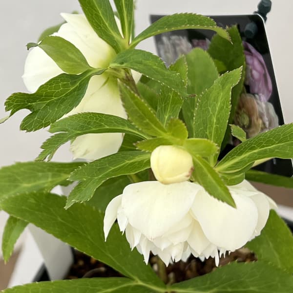 園芸ネット本店｜クリスマスローズ：セレクトダブル26-37レフレール系