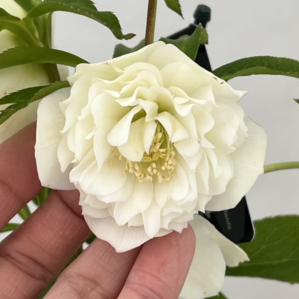 園芸ネット本店｜クリスマスローズ：セレクトダブル26-37レフレール系