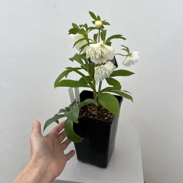 園芸ネット本店｜クリスマスローズ：セレクトダブル26-37レフレール系