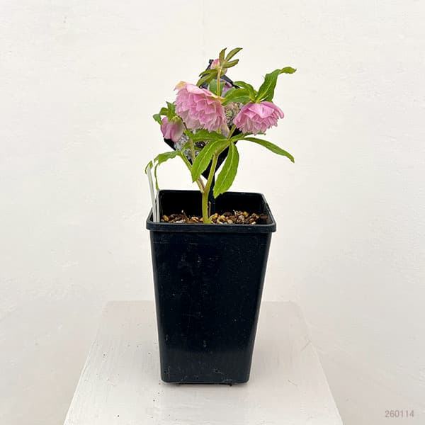 クリスマスローズ：セレクトダブル26-39レフレール系／1.5Lポット【現品販売】