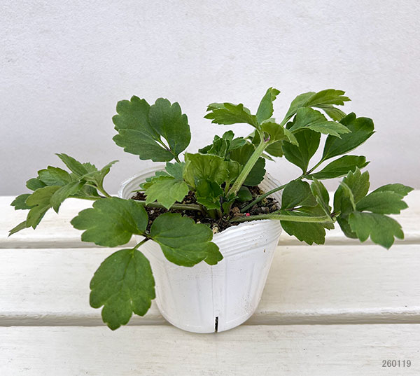 ラナンキュラス：イカロス　ローズピンク系（色幅あり）3.5号ポット 6株セット