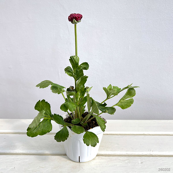 ラナンキュラス：イカロス　ローズピンク系（色幅あり）3.5号ポット