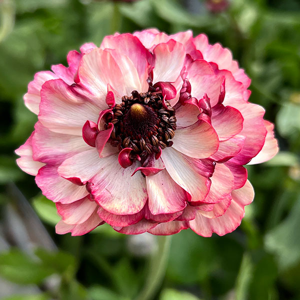 ラナンキュラス：イカロス　ローズピンク系（色幅あり）3.5号ポット