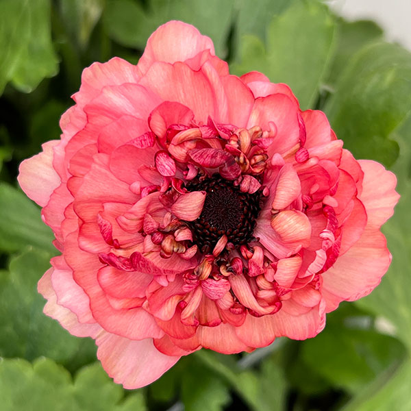 ラナンキュラス：イカロス　ローズピンク系（色幅あり）3.5号ポット