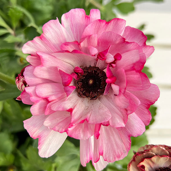 園芸ネット本店｜ラナンキュラス：イカロス ローズピンク系（色幅あり