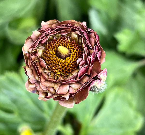 ラナンキュラス：イカロス　ローズピンク系（色幅あり）3.5号ポット